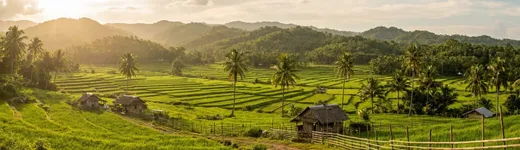 Rice fields on the island farm